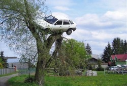 Поляк обнаружил свою машину на дереве