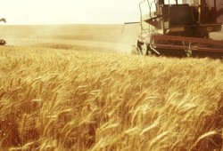 Экс-начальник Витебского комбината хлебопродуктов похищал с предприятия зерно в течение года
